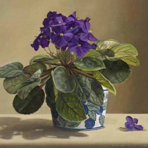 Surprenant-African_Violet