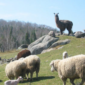 farm4