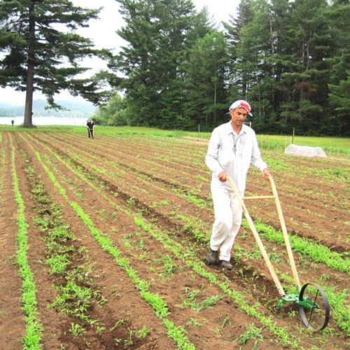 Staff pushing a weeder
