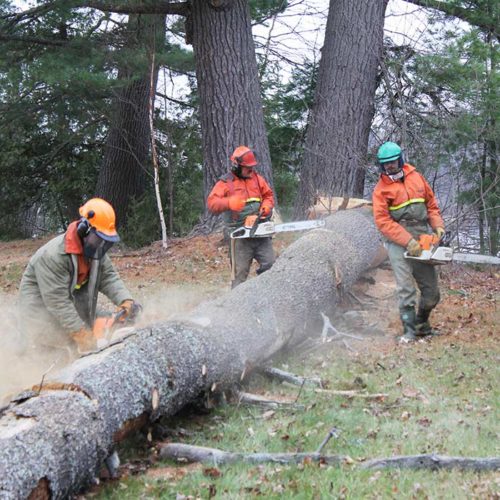 CuttingWood